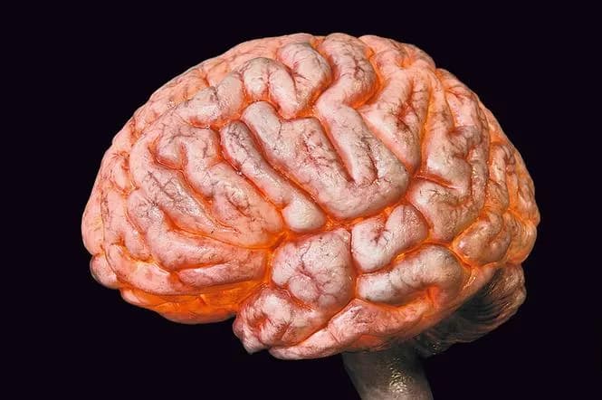 Jaka jest twoja płeć mózgu? Zrób test i poznaj fascynujące wyniki!