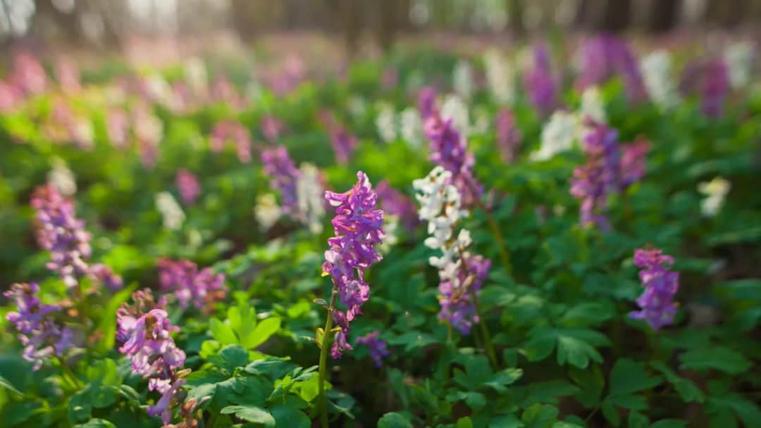 Kokorycz różański - zioło leczące serce i nerwy. Poznajmy jego moc