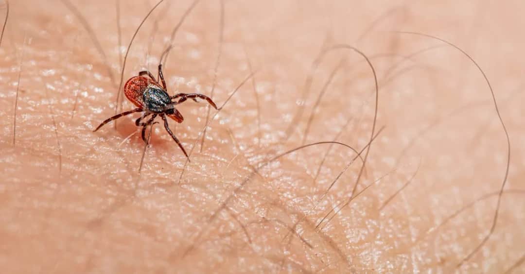 Dodatni wynik IgG antygen p41 w boreliozie: co znaczy dla pacjenta?