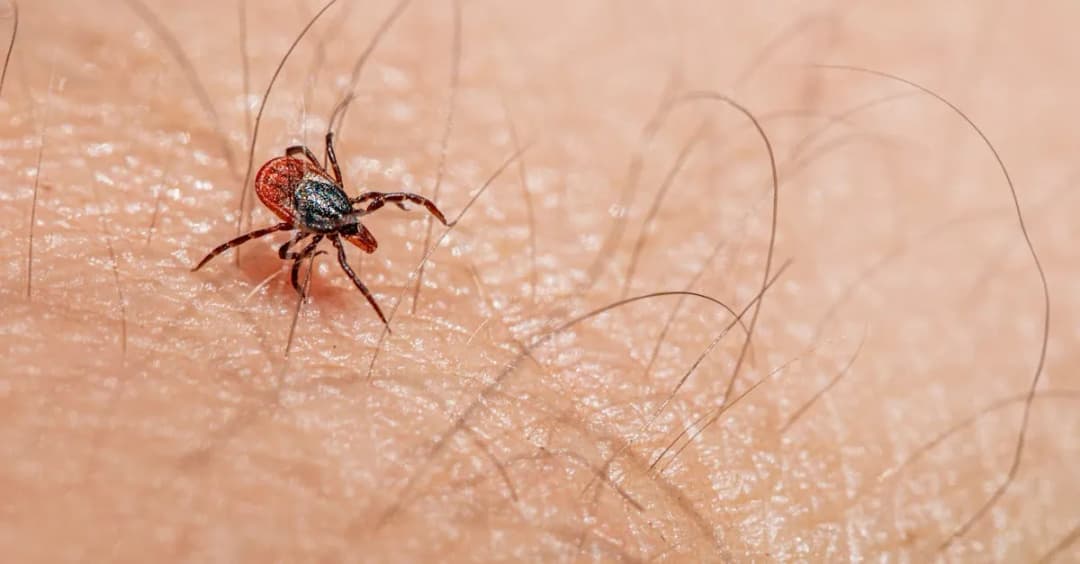 Dodatni wynik IgG antygen p41 w boreliozie: co znaczy dla pacjenta?